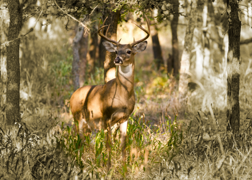 #33. Texas
